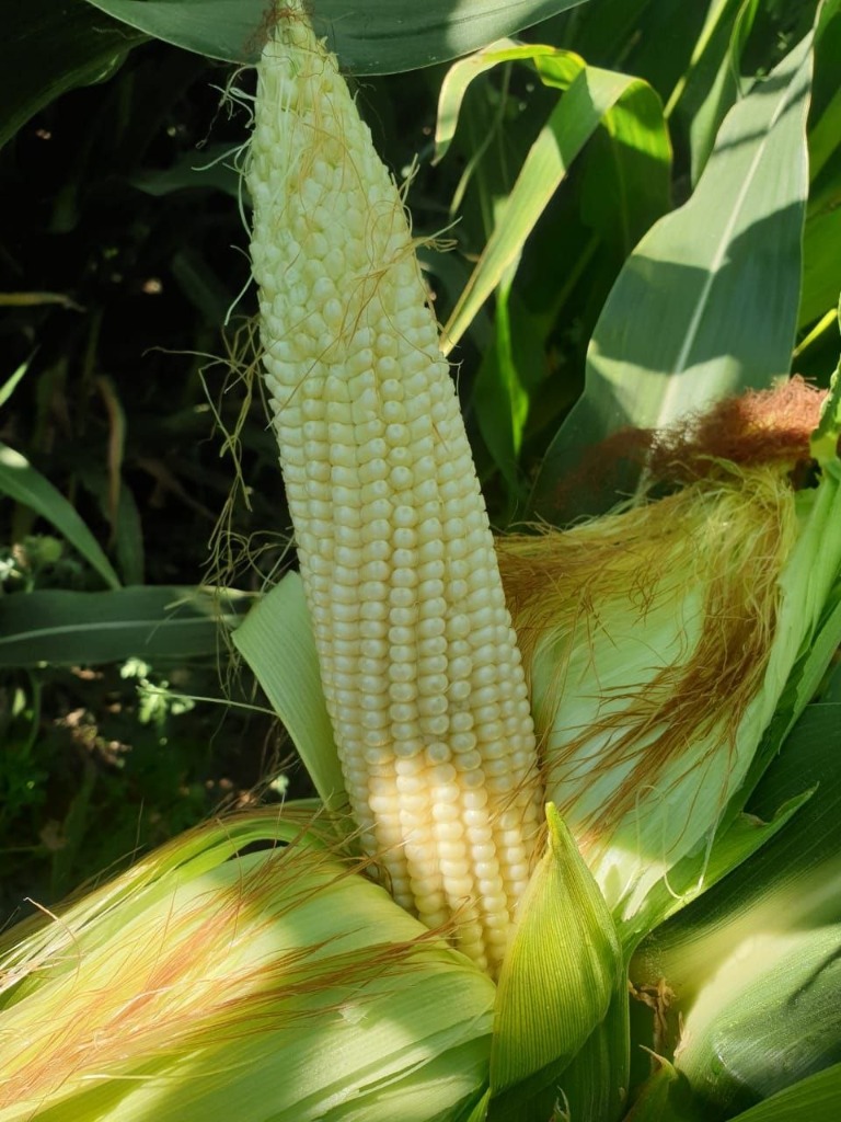 Forage Maize Seed Trials