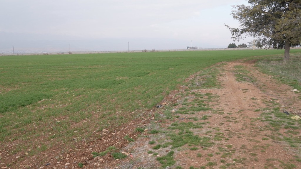 Cereal and Forage Production Program