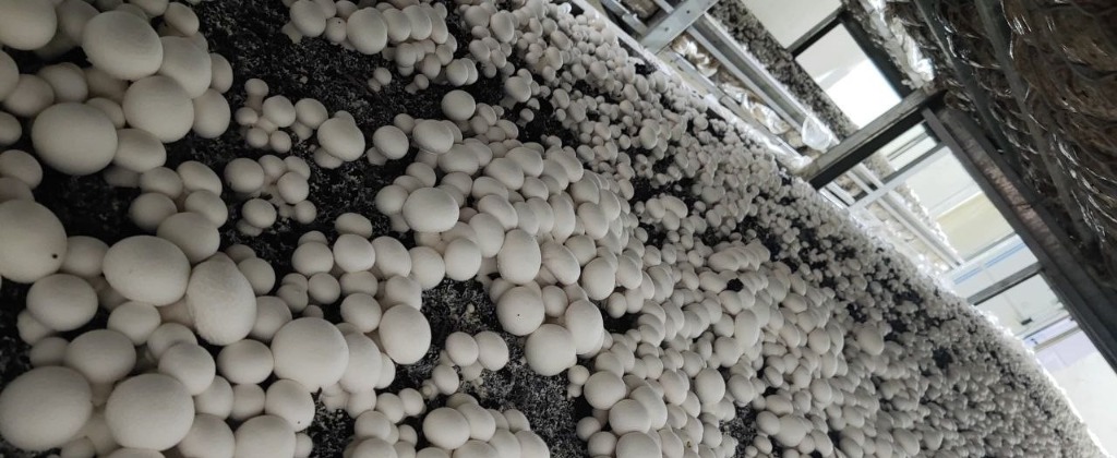 Mushroom Production Enterprise Support